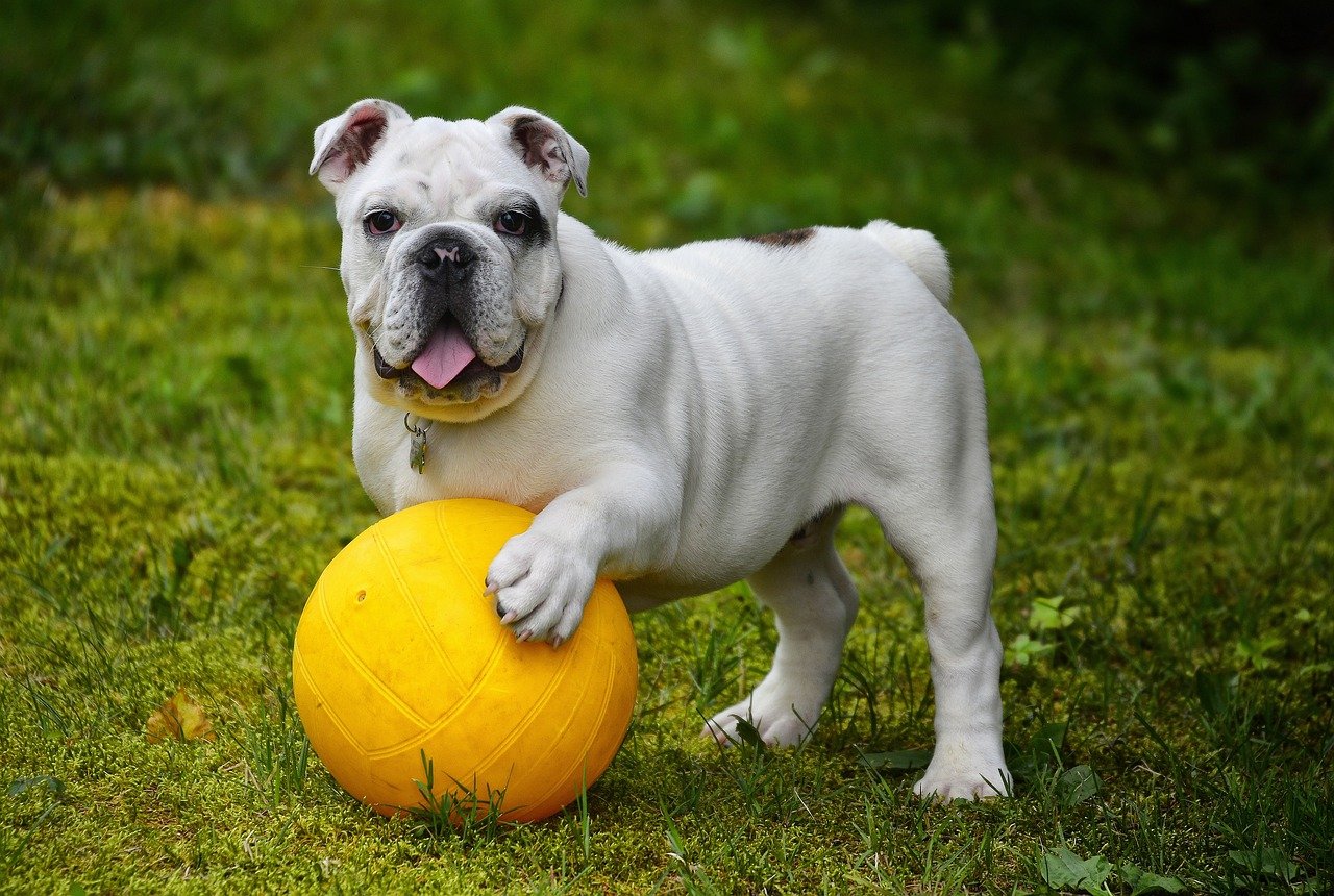 english-bulldog-562723_1280 (1)